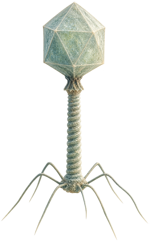 Illustration of a bacteriophage: an icosahedral head on a helical tail with leg fibers